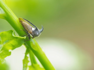 Treehopper or leafhoppers (Membracidae) resting on green branch with copy space and green nature blurred background.