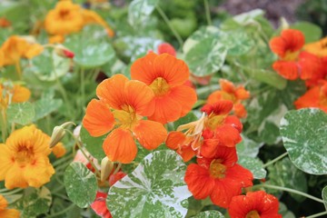 BEAUTIFUL ORANGE MARIGOLD FLOWERS