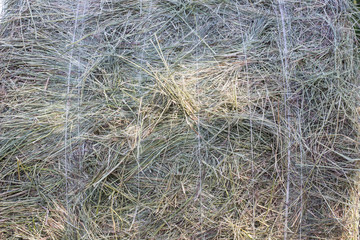 Hay bale of dry grass close-up