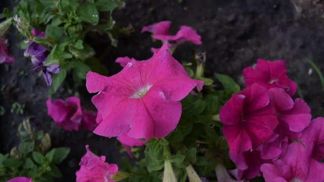 Beautiful pink flowers in the garden.