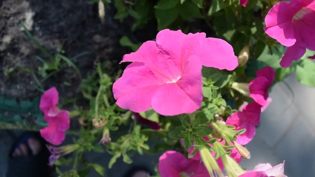 Beautiful pink flowers in the garden.