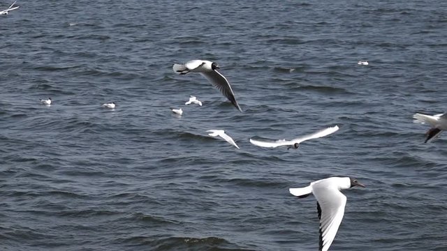 Seagulls flying against the background of the sea, slow motion