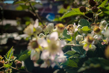 Biene umgeben von Blumen bei Sonnenschein