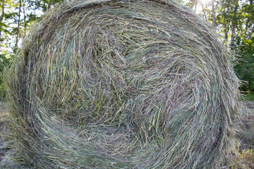 Hay bale of dry grass close-up