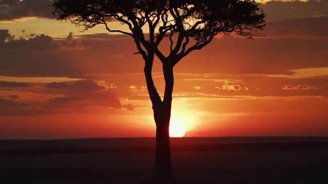 Acacia tree at sunset, Africa