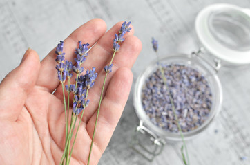 female hand with fresh natural lavender flowers bunch