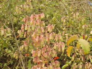 Kalanchoe pinnata flowers