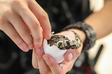 Little baby crocodile is hatching from egg.