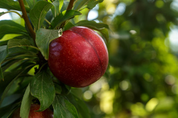 Nectarín rojo en el árbol