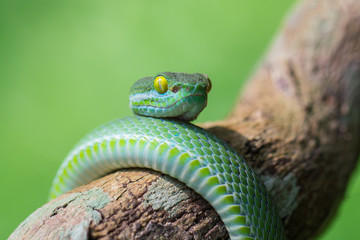 Large-eyed Green Pitviper, green snake on branch with green background