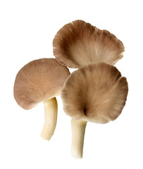 Oyster mushroom grow from cultivation, Isolate white background. 