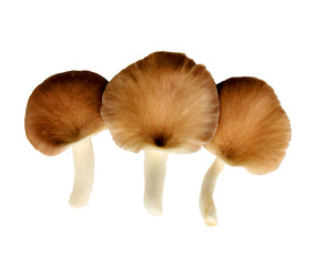 Oyster mushroom grow from cultivation, Isolate white background. 