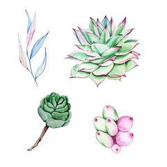 watercolor set succulent4