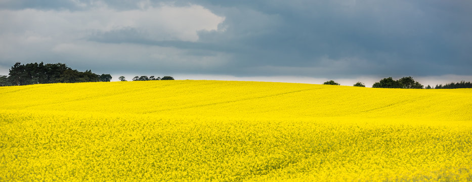Panoramic view of a blooming yellow rapeseed field with overcast sky, Scotland © lukasz_kochanek