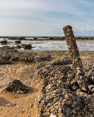 rocks with a lot of tiny snails and mussels