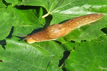 Orange slug on green leaves background, closeup