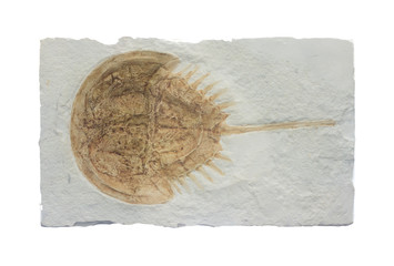 Fossil of fish embedded within a slab of rock Isolated white background