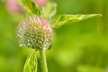 Fototapeta premium Clover flowers in dew drops. Blurred background