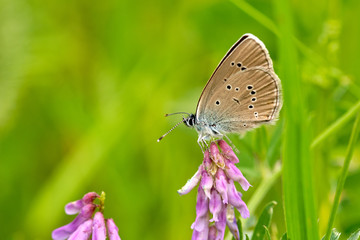 Butterfly on a spring meadow in the sunshine.