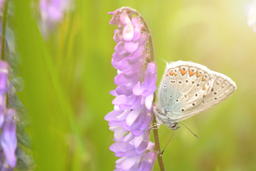 Butterfly on a spring meadow in the sunshine.