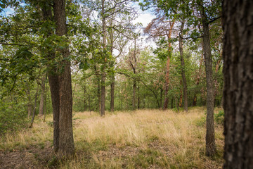 Zvole forest