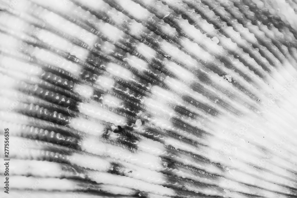 Wall mural macro photo of seashell texture, black and white photo