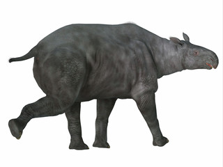 Paraceratherium Mammal Tail - Paraceratherium was a herbivorous mammal that lived in Eurasia during the Eocene and Oligocene Periods.
