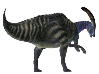 Obraz na płótnie Canvas Parasaurolophus Dinosaur Tail - Parasaurolophus with a cranial crest was a herbivorous Hadrosaur dinosaur that lived in North America during the Cretaceous Period.