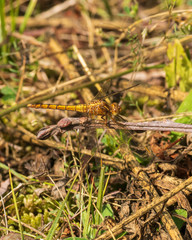 dragonfly on grass