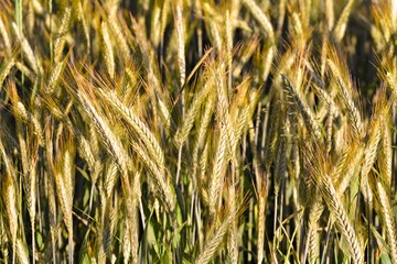 Cereals ripe  in the golden evening light