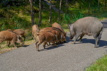 Wild in the city, Krasibor around Swinoujscia, Poland - a wild walk along the bike trail