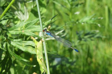 Blue dragonfly on grass in the meadow, closeup