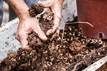 manure in a wheelbarrow: organic, natural fertilizer. Farm life.