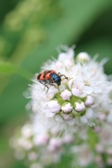 Narva - family of beetles.