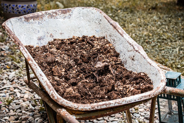 manure in a wheelbarrow: organic, natural fertilizer. Farm life.