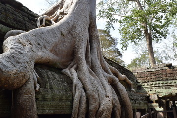 Fototapeta na wymiar Ta Prohm which is a part of Angkor, Cambodia