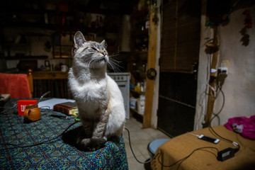 Un giovane gatto in una casa a San Marcos Sierra, Cordoba, Argentina