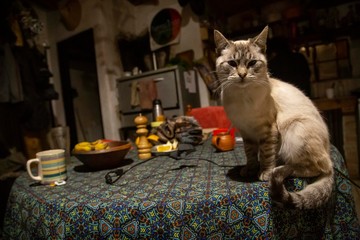 Un giovane gatto in una casa a San Marcos Sierra, Cordoba, Argentina