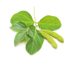 Green beans soybean.
