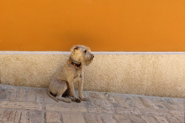 kleiner Hund allein in einer Gasse