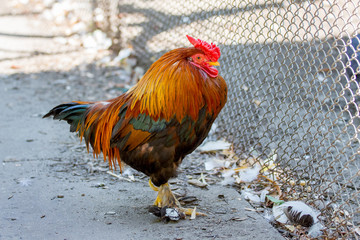 Dwarf cock on the farm near the fence_