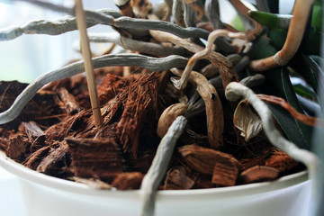 Phalaenopsis orchid roots in a pot