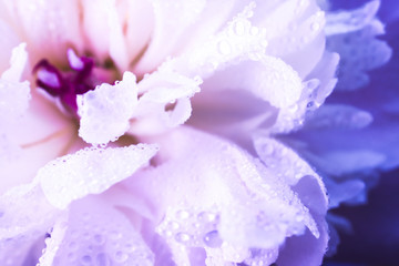 Pink-purple background with peony. Natural floral backdrop
