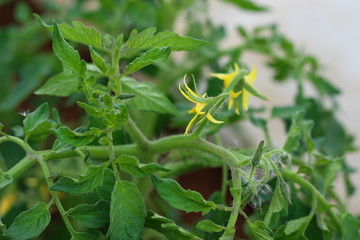 Yellow flowers on blooming tomato branch in a greenhouse. Country gardening. Selective focus