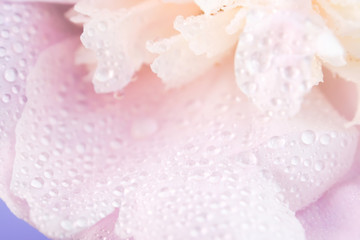 Fototapeta premium Pink peony covered with dew. Natural floral background, close-up