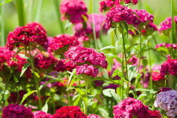 Bright pink Turkish carnations (Dianthus barbatus). Natural floral background. Spring and summer flowers
