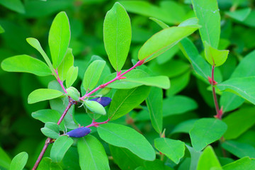Ripe blue berries and unripe green berries of honeysuckle or Lonicera caerulea on a branch with leaves in garden. Spring background with copy space