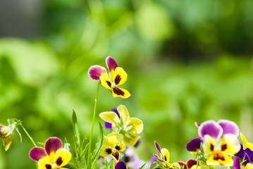 A field with bright multi-colored pansies. Natural floral background
