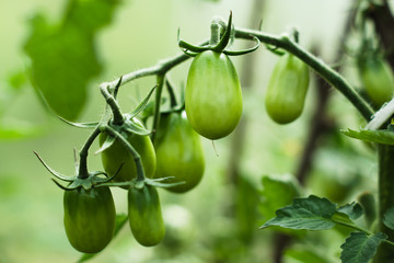 A branch of small green cherry tomatoes in a greenhouse. Agricultural concept, cultivated plants.