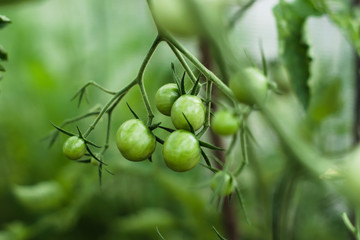 A branch of small green cherry tomatoes in a greenhouse. Agricultural concept, cultivated plants.